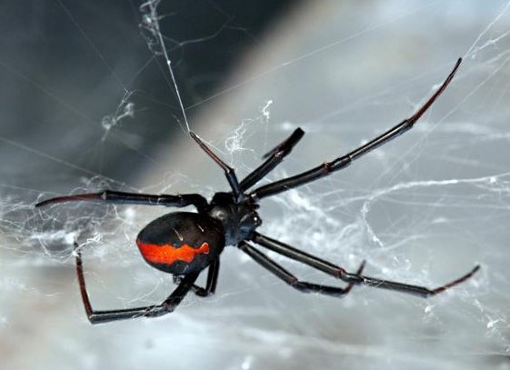 Black Widow: Species Profile 12