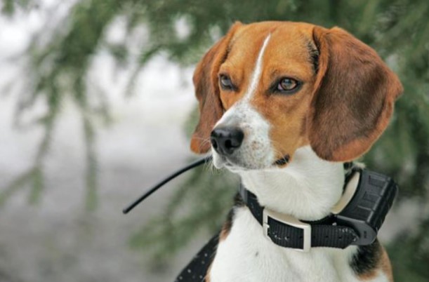 200+ Beagle Dog Names: Male and Female Dog Names 19
