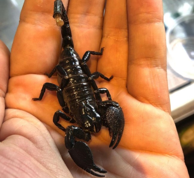 Emperor Scorpion: Species Profile 12