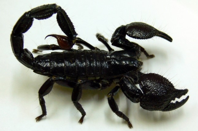 Emperor Scorpion: Species Profile 10