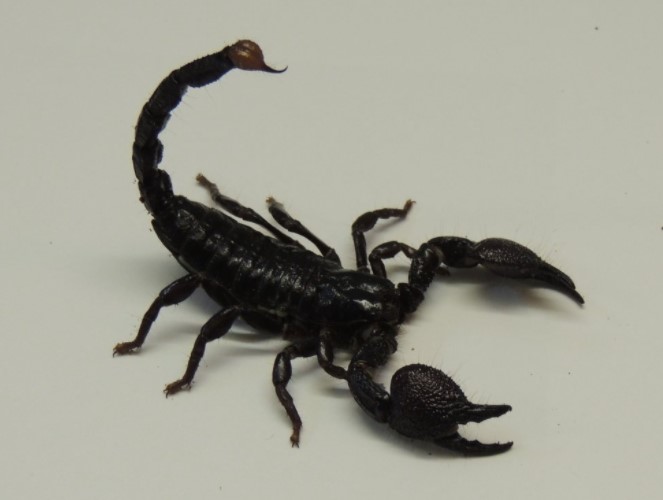 Emperor Scorpion: Maintenance & Care 9