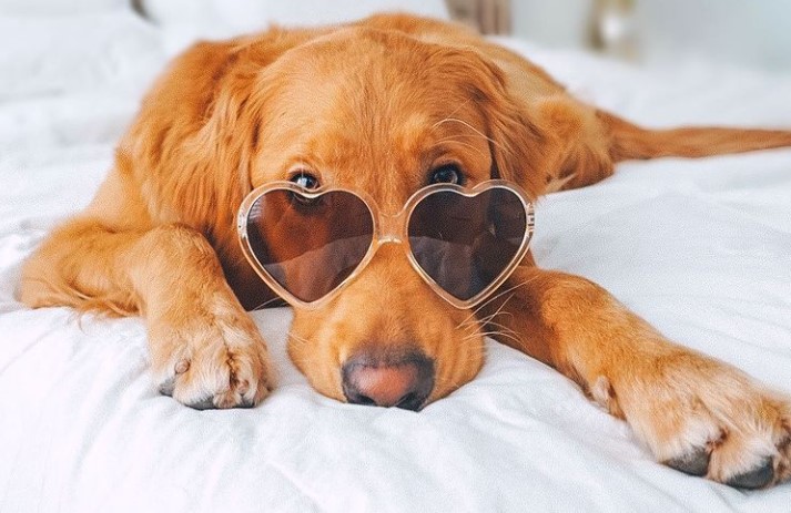 6 Ways To Keep Your Dog Comfortable Indoors 17 6 Ways To Keep Your Dog Comfortable Indoors 14