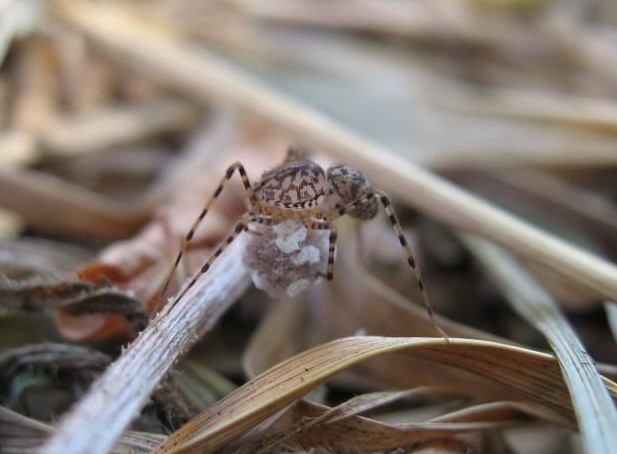 Spitting Spider: Species Profile - BuzzSharer.com