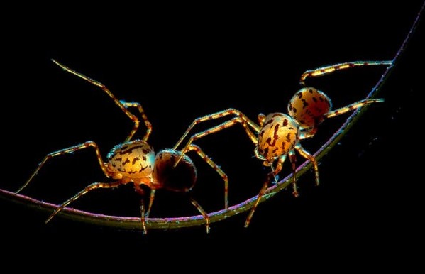 Spitting Spider: Species Profile 16