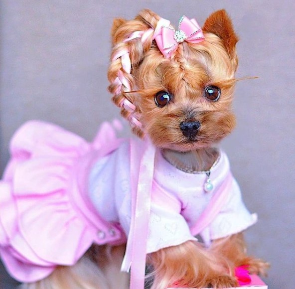 6 Ways To Keep Your Dog Comfortable Indoors 14 6 Ways To Keep Your Dog Comfortable Indoors 11