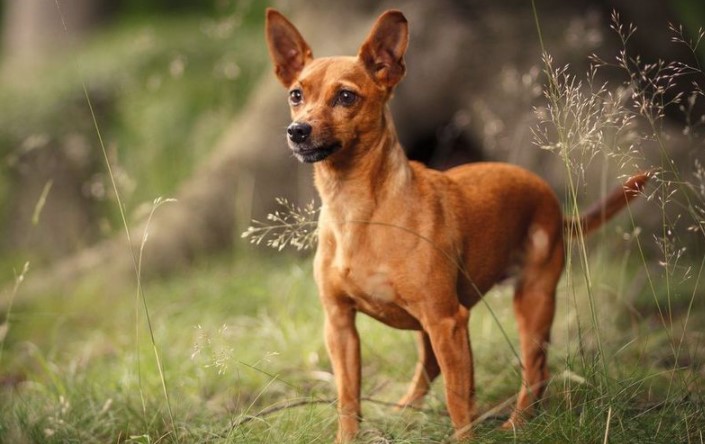 Dogs in Myths & Legends of Ancient Civilizations 17 Dogs in Myths & Legends of Ancient Civilizations 17