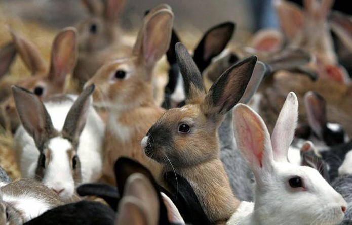 Tips to Care for a Pet Rabbit 12