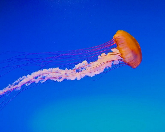 Different Types Of Jellyfish 30