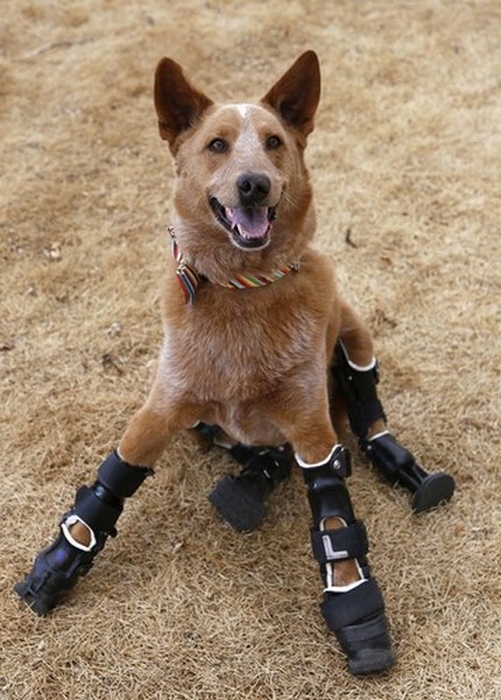 Amazing Gadgets: Prosthetic Paws and Tails for Animals 33