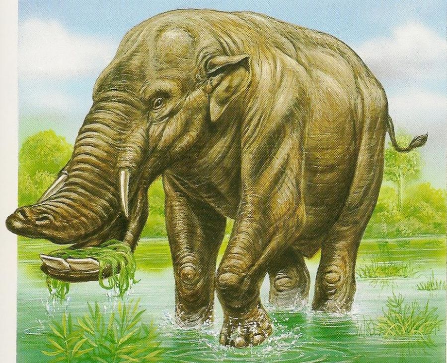 Platybelodon Elephant: Elephant with a Mouth of a Duck 13