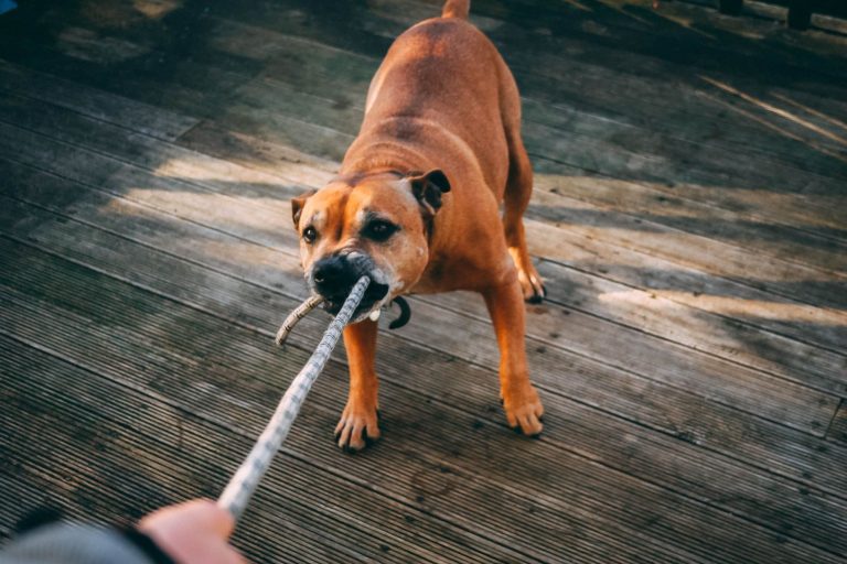 Legal Procedures That Can Happen If Your Dog Accidentally Bites Someone
