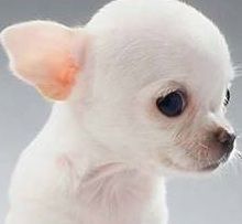 Take Care Of Your Applehead Chihuahua: A Step By Step Guide 3 Take Care Of Your Applehead Chihuahua: A Step By Step Guide 3