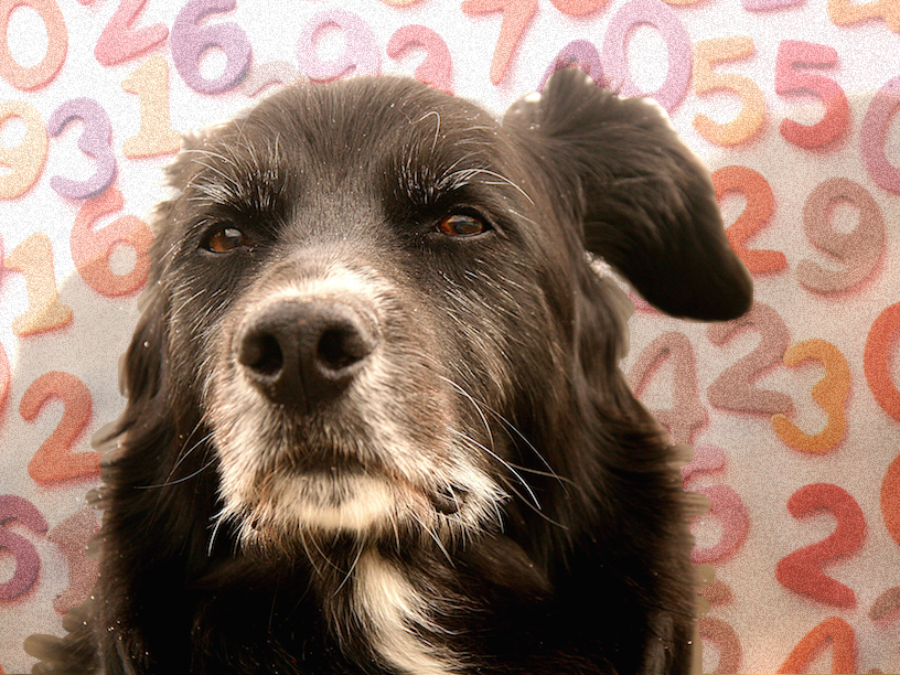 Signs That Dogs are Becoming Seniors 9 Signs That Dogs are Becoming Seniors 9