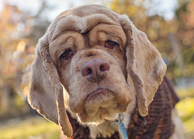 What Does a Dog Need in Old Age? 9