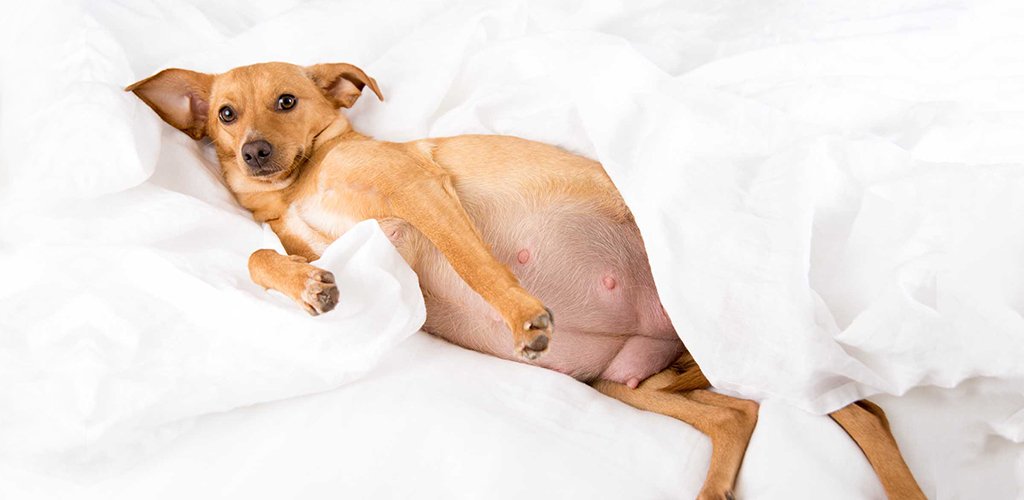 How Long Are Dogs Pregnant? 7