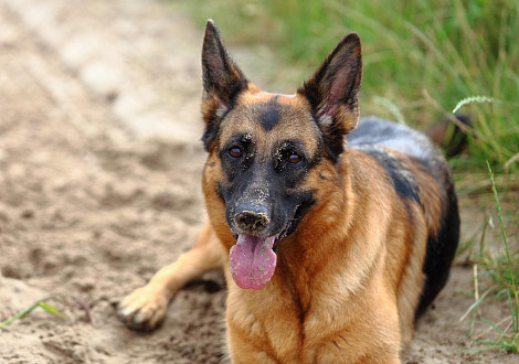 Home Remedies for Dogs with Osteoarthritis 10