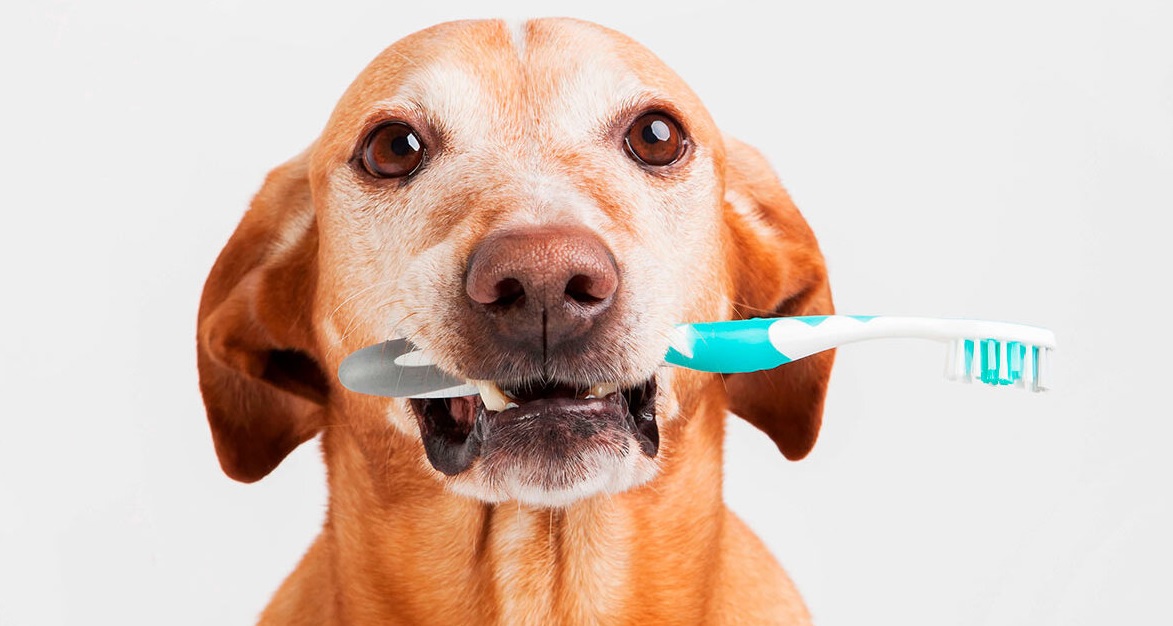 Bad Breath in Dogs What to Do If Your Dog Stinks From Its Mouth