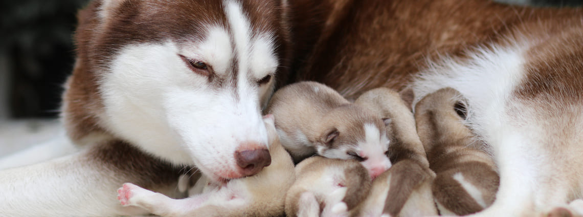 Can I Strengthen the Dog's Immune System With Colostrum? 9