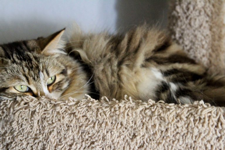 Feline Lymphoma: the Most Common Cancer in Cats - BuzzSharer.com