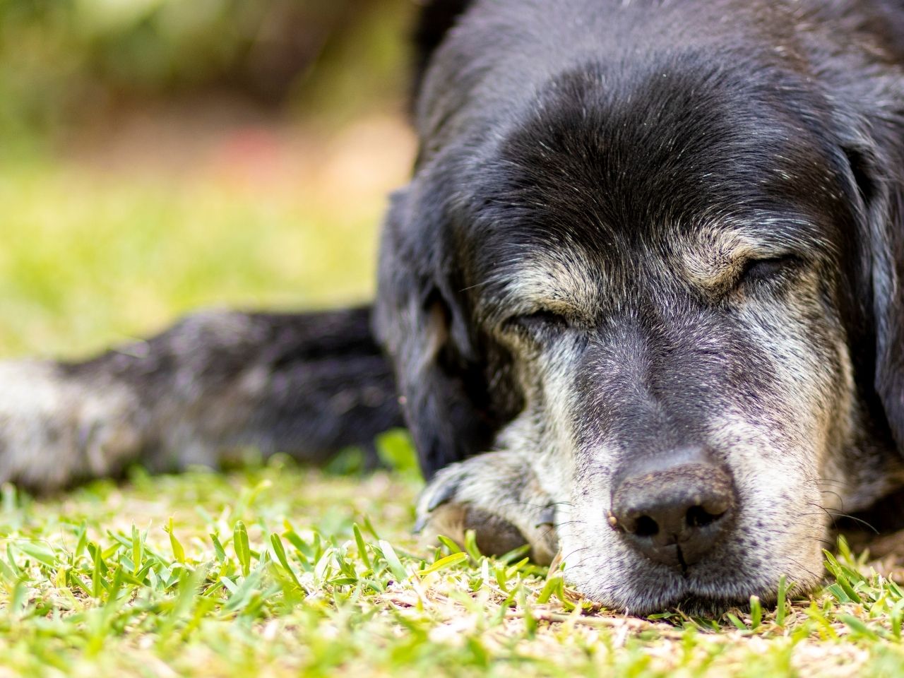Signs That Dogs are Becoming Seniors 10 Signs That Dogs are Becoming Seniors 10