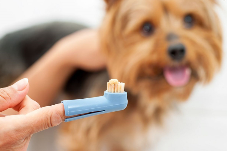 Bad Breath in Dogs: What to Do If Your Dog Stinks From Its Mouth? 10