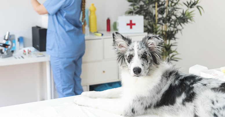 Vaccination in Dogs: Vaccines, Mandatory Vaccination, and Side Effects 10