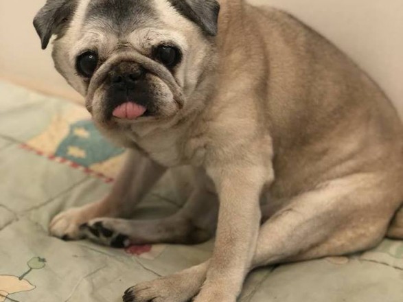 What Does a Dog Need in Old Age? 11