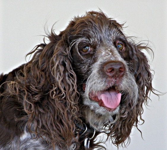 Signs That Dogs are Becoming Seniors 11 Signs That Dogs are Becoming Seniors 11