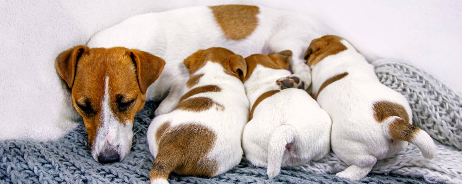 How Long Are Dogs Pregnant? 9