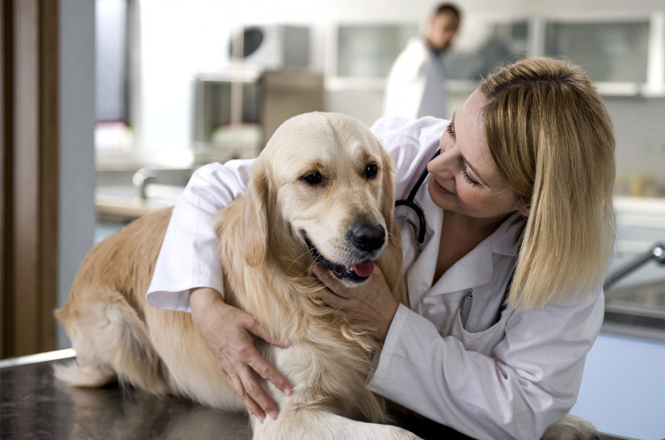 Vaccination in Dogs: Vaccines, Mandatory Vaccination, and Side Effects 11