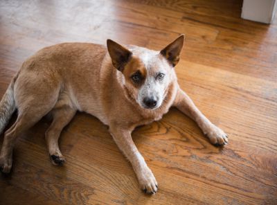 Home Remedies for Dogs with Osteoarthritis 11