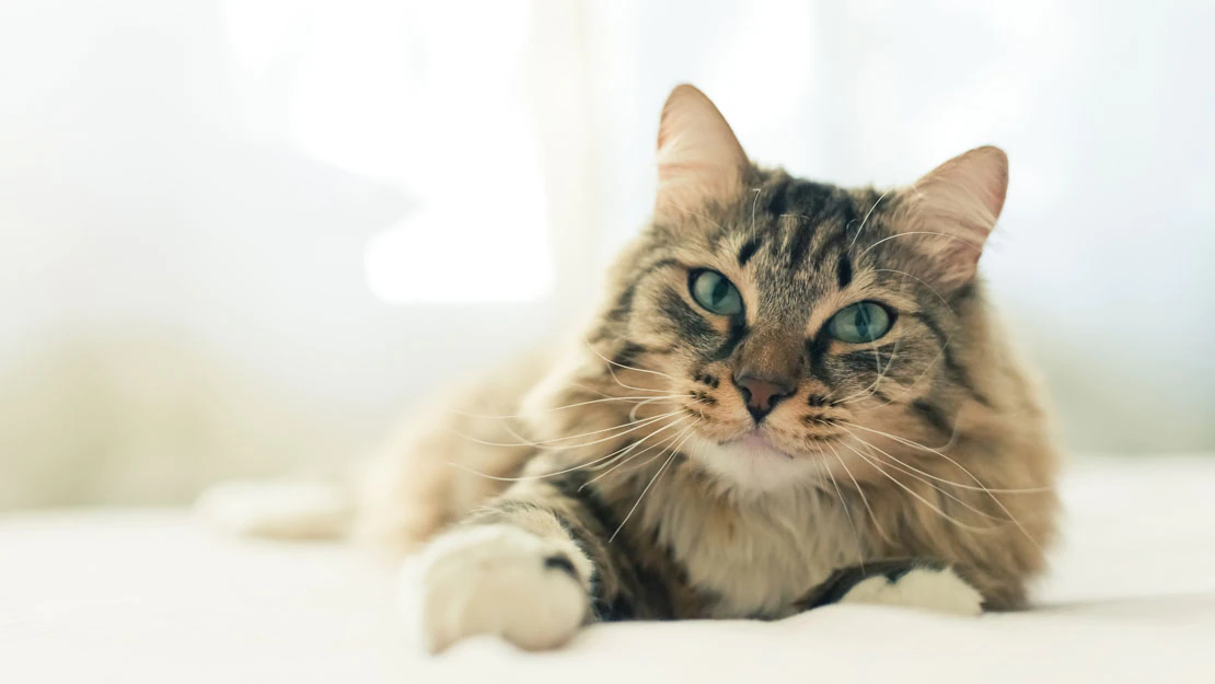 Pancreatitis in Cats: Symptoms 9