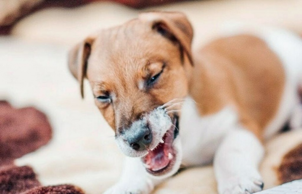 When the Dog Coughs: Which Home Remedies Help the Dog? 10