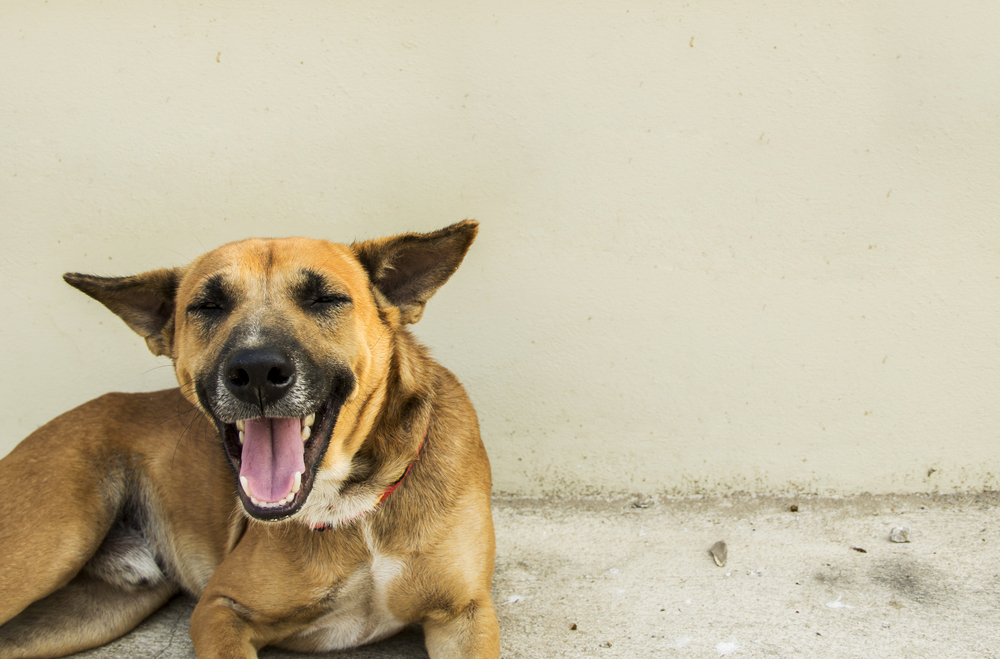 When the Dog Coughs: Which Home Remedies Help the Dog? 11