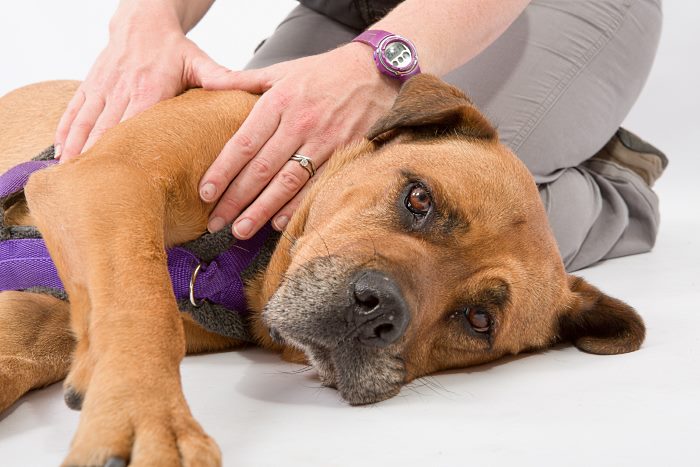 Physiotherapy for Dogs: Healing, Strengthening, Preventing 8