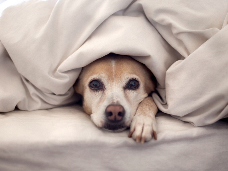 Can You Give Dogs Ibuprofen? 10