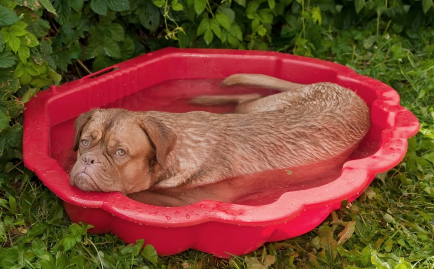 Dangerously Hot: What to Do If the Dog Gets Heat Stroke 10
