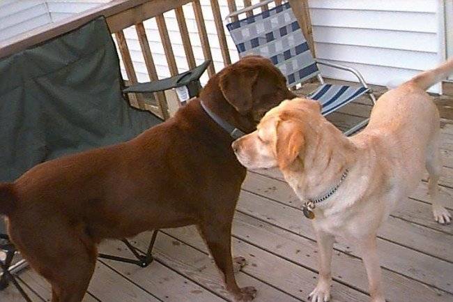 The Mating Act in Dogs: Everything About Dog Mating 7