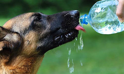 Dangerously Hot: What to Do If the Dog Gets Heat Stroke 11