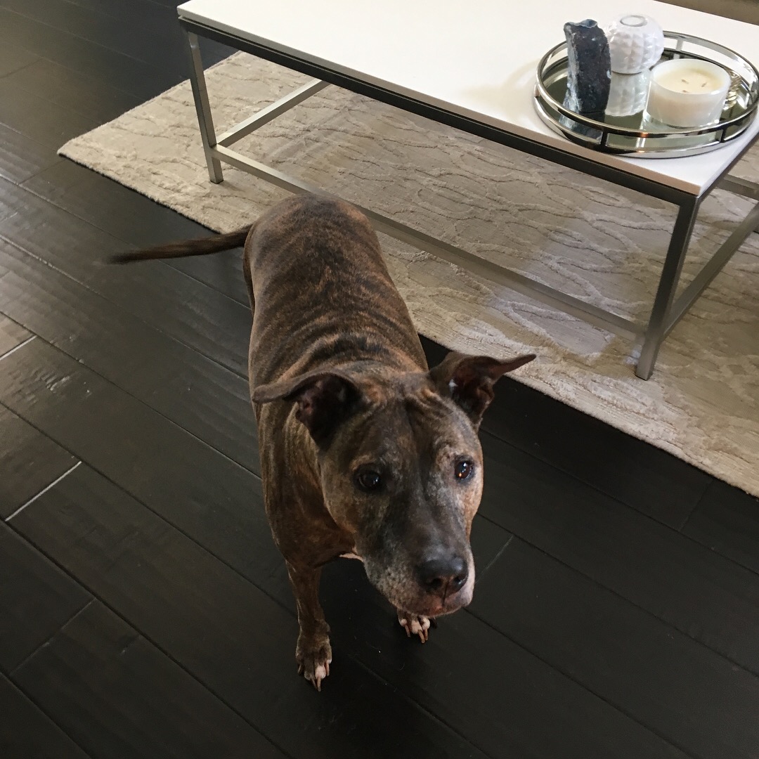 The Bordetella Vaccine Guide For Your Dog 10 A dog standing on a tile floor Description automatically generated with medium confidence