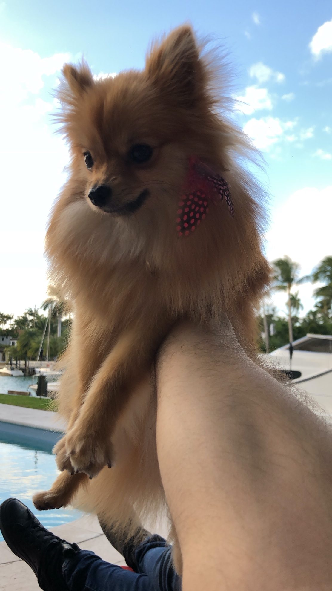 The Bordetella Vaccine Guide For Your Dog 9 Bordetella Vaccine