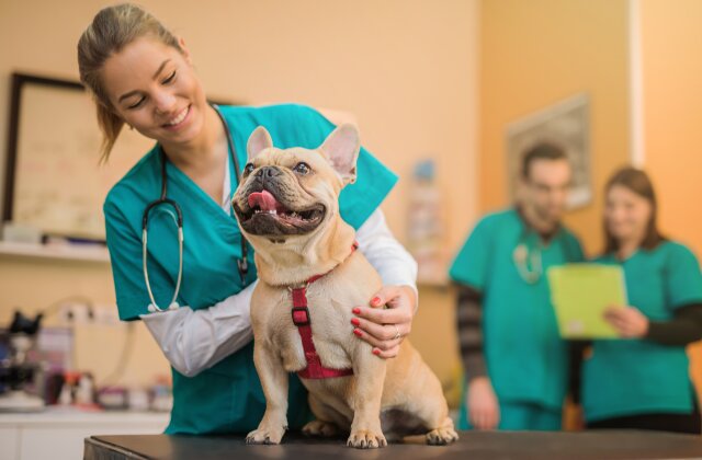 How to Apply to Veterinary School and Become a Veterinarian | Best Graduate Schools | US News