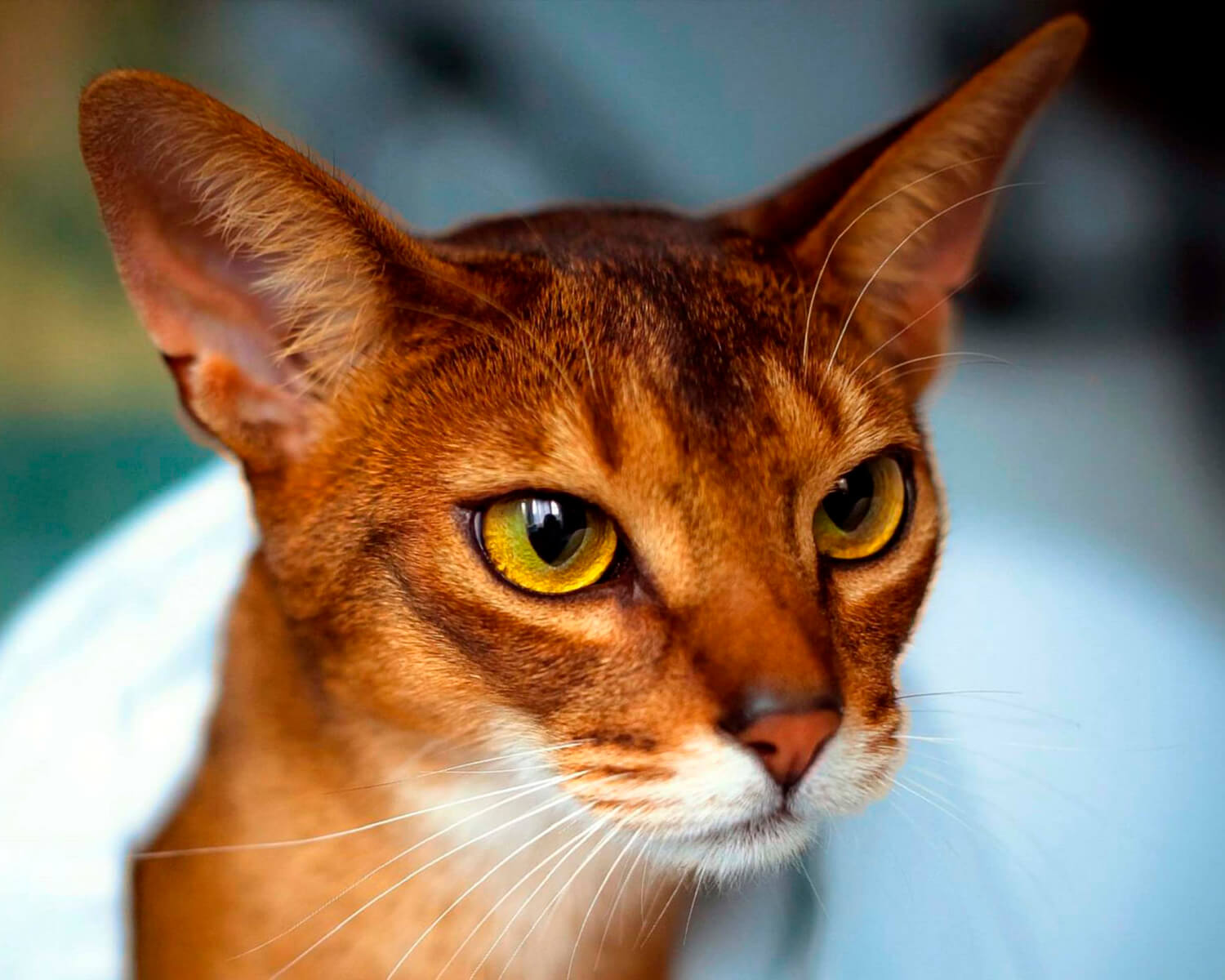 Abyssinian Cat 9 Abyssinian Cat 9
