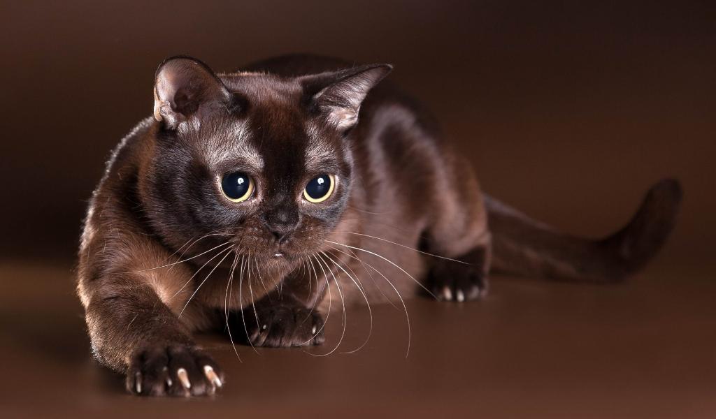 Burmese Cat 9