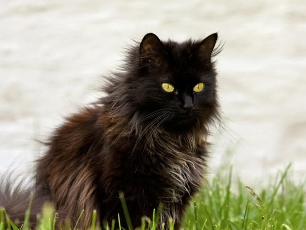 Chantilly-Tiffany 11