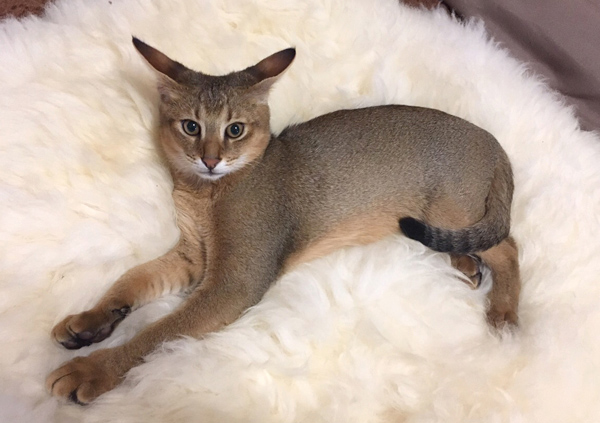 Chausie 12