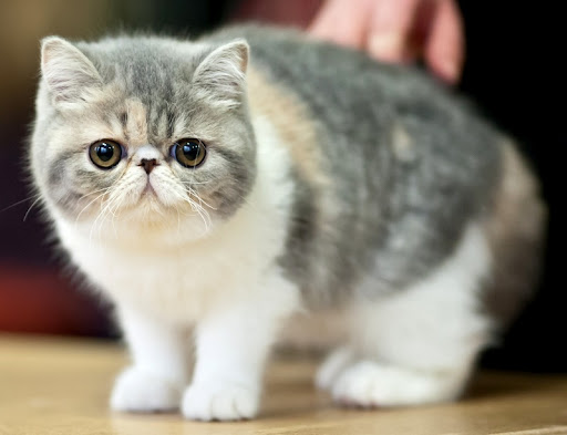 Exotic Shorthair Cat 14