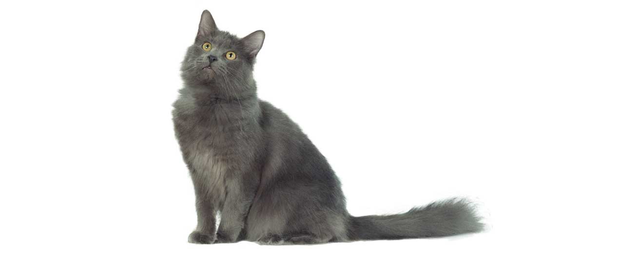 Nebelung 13 Nebelung 13