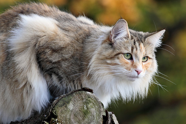 Norwegian Forest Cat 17