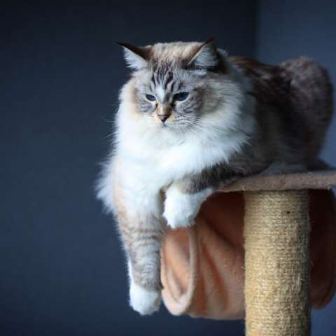 Ragdoll 17 Ragdoll 17